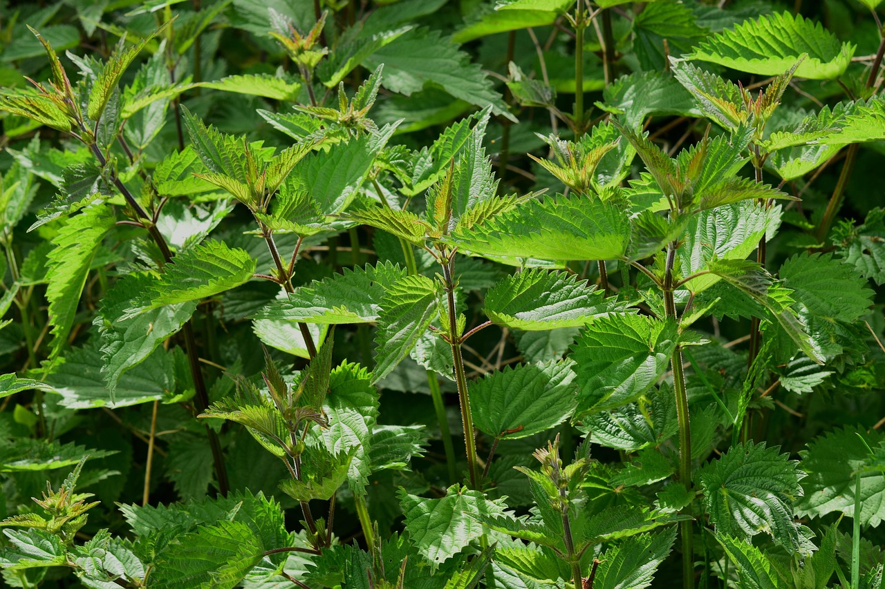 Wildkräuter sammeln und zubereiten